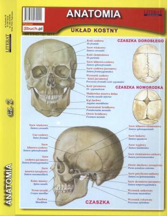 Ściąga składana. Anatomia, część 2. Układ kostny