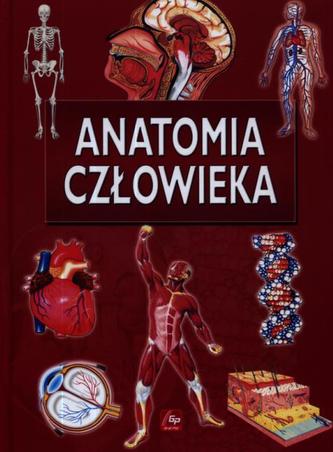Anatomia człowieka