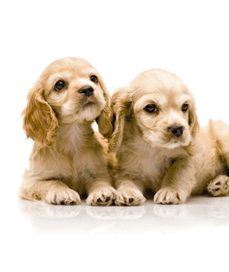 ZÁPISNÍČEK – štěňátka