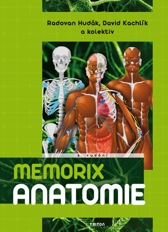 Memorix anatomie