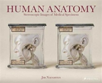 Human Anatomy