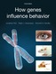 How Genes Influence Behavior