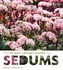 The Plant Lover's Guide to Sedums