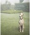 The French Dog