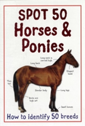 Spot 50 Horses and Ponies