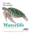 Waterlife: A Mindful Colouring Book