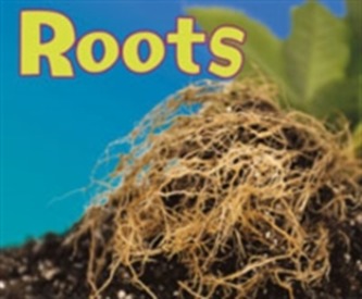 Roots