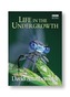 Life in the Undergrowth