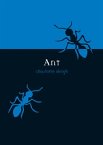 Ant