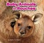 Baby Animals in Pouches