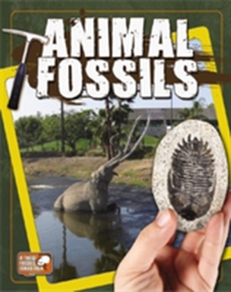 Animal Fossils