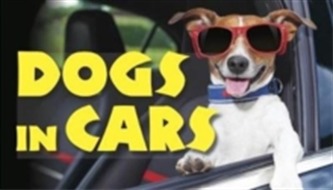 Dogs in Cars