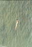 Richard Misrach:The Mysterious Opacity of Other Beings