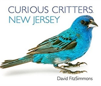Curious Critters New Jersey