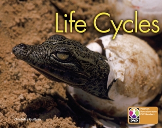 PYP L6 Life Cycles single