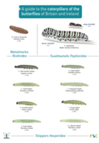 A Guide to Caterpillars of the Butterflies of Britain and Ireland