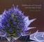 Wildflowers of Cornwall and the Isles of Scilly