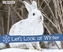 Let's Look at Winter