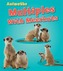 Multiples with Meerkats