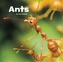 Ants