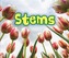 All About Stems