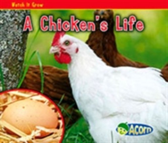 A Chicken's Life