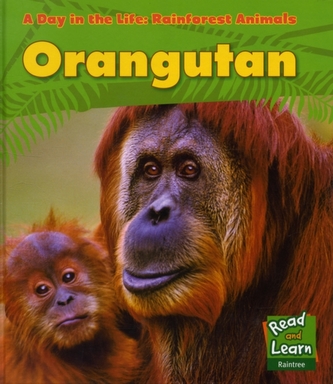 Orangutan
