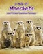 A Mob of Meerkats