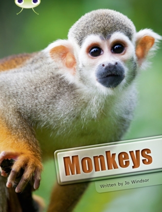 BC NF White A/2A  Monkeys