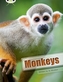 BC NF White A/2A  Monkeys