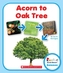 ACORN TO OAK TREE