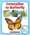 CATERPILLAR TO BUTTERFLY