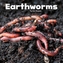 Earthworms