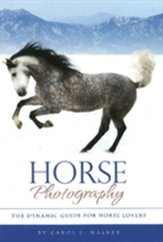 Horse Photography