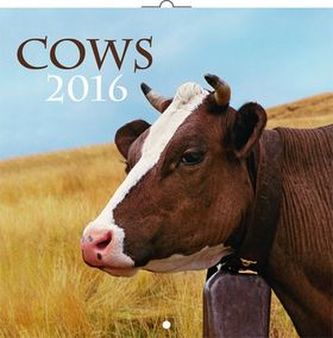 Kalendář nástěnný 2016 - Krávy, poznámkový  30 x 30 cm