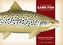 Freshwater Game Fish of North America