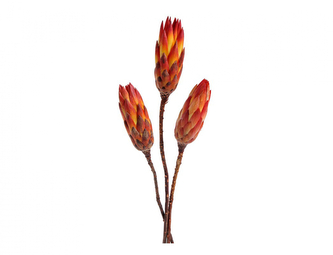 Dekorace sušiny PROTEA REPENS 3ks