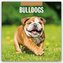 Bulldogs - Bulldoggen 2025 - 16-Monatskalender