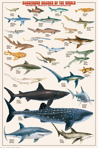 Plakát, Obraz - Dangerous Sharks, 61 × 91.5 cm