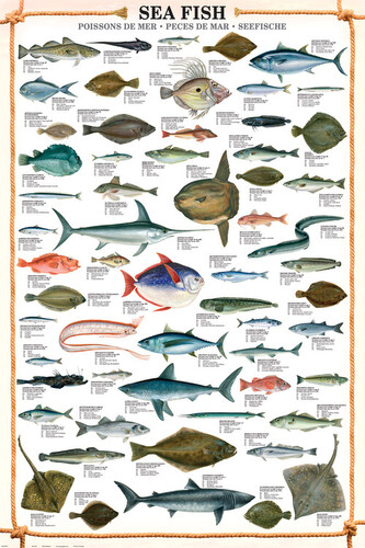 Plakát, Obraz - Sea fish, 61 × 91.5 cm