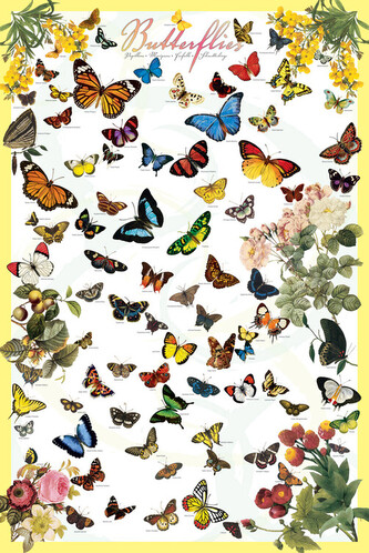 Plakát, Obraz - Butterflies, 61 × 91.5 cm