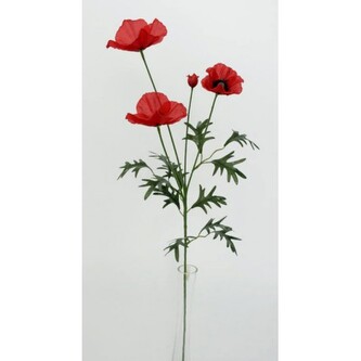 Vlčí mák  100-0091