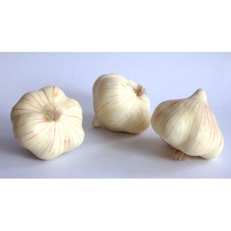 Česnek, 12 ks  JH 0798/12 ks