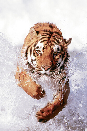 Plakát, Obraz - Tiger Running Through Water, 61 × 91.5 cm