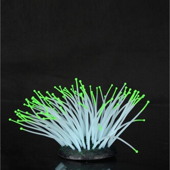 Aqua LUMO - Sasanka mořská