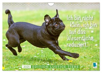 Der Mops: Nicht klein, sondern aufs Wesentliche reduziert. Edition lustige Tiere (Wandkalender 2025 DIN A4 quer), CALVENDO Monat