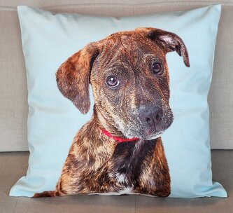 Dekorační polštář s motivem  -  PES VI. 40x40 cm Mybesthome