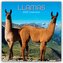 Llamas - Lamas 2025 - 12-Monatskalender