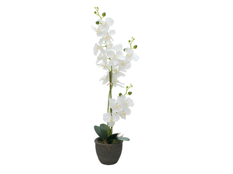 Orchidej s bílými květy, 80 cm