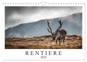Rentiere (Wandkalender 2025 DIN A4 quer), CALVENDO Monatskalender